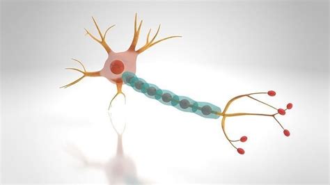 3D model Neuron Cell VR / AR / low-poly | CGTrader