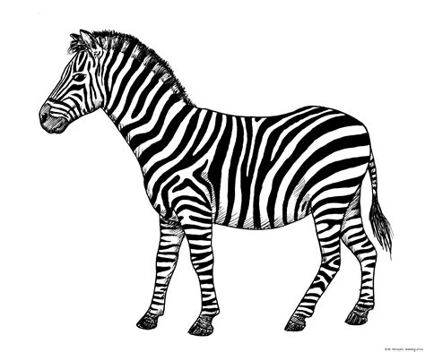 Drawing of zebra – Line art illustrations