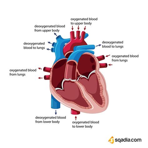 Deoxygenated Blood Travels To The Lungs Through The