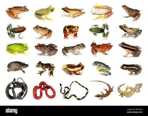 Collection of Reptiles and Amphibians from the Amazon Rainforest Stock Photo - Alamy