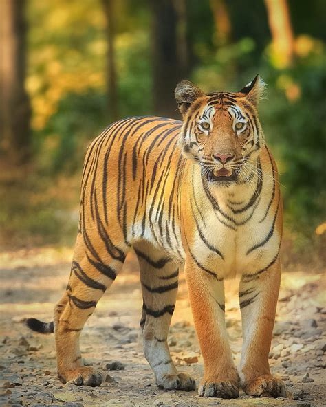 Project Tiger In India | Everything about Tiger Conservation (NTCA)