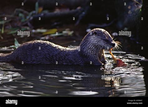 River otter eating Stock Photo - Alamy