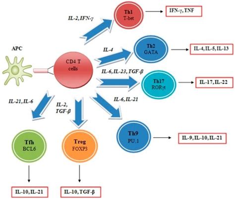 T Cell Differentiation | Immunotherapy cancer, Biomedical science, Immunology