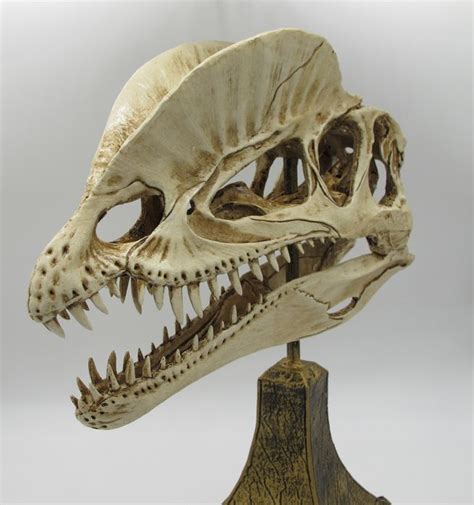 Replica skull of a Dilophosaurus wetherilli dinosaur resin - 27 x 17 x 9 cm - 0.91 kg - Catawiki