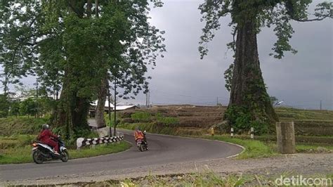 Cerita di Balik Sepasang Pohon Randu 'Raksasa' di Pemalang