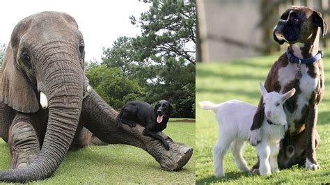 Gallery: Unlikely animal pairings | OverSixty