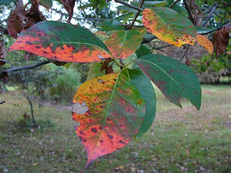 Tupelo Tree Pictures, Detailed Information on Tupelo Trees