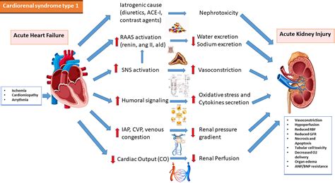 Cardiorenal syndrome: Pathophysiology as a key to the therapeutic ...