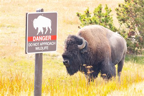 WATCH: Video of Bison Attack in Yellowstone National Park