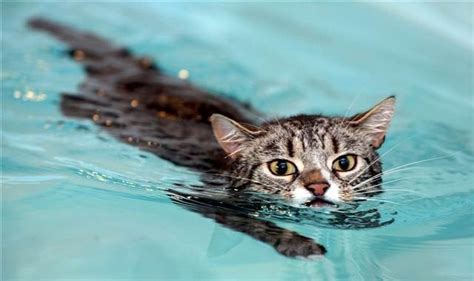 10 Videos Featuring Cats Who Love to Swim