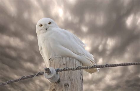 Oiseaux de proie | l'Encyclopédie Canadienne