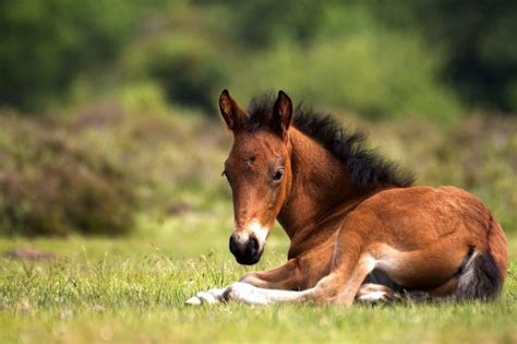 Spring Babies: Part 2 - Feeding A New Foal - Integrity Horse Feed