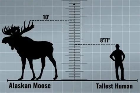 How Tall Is A Moose - How Big Is A Moose - Zooologist