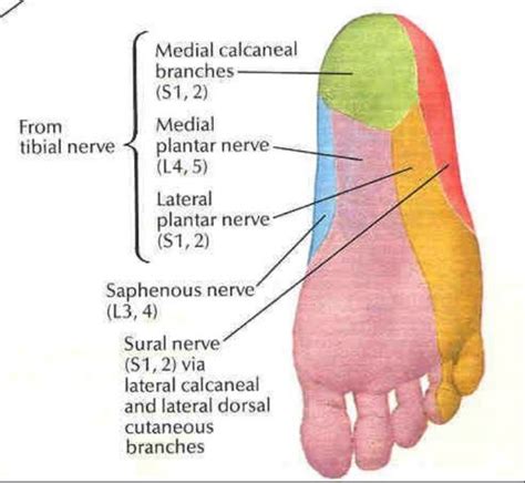 Lateral Plantar Nerve Wikipedia