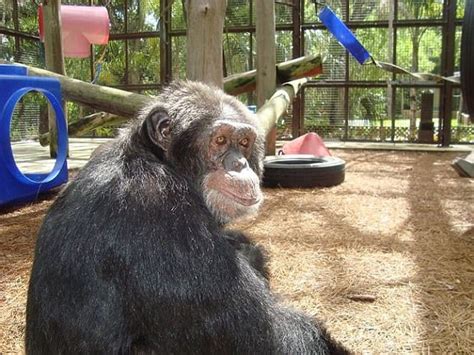 Bubbles the chimp then vs now : r/MichaelJackson