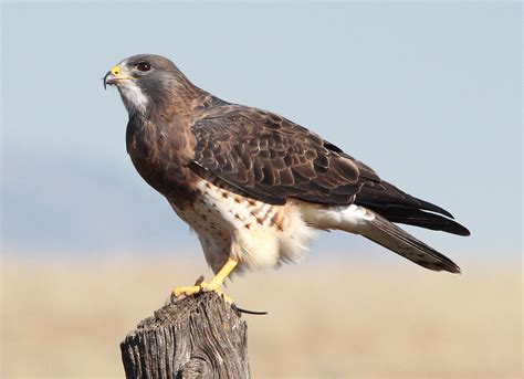 Swainson’s hawk | The Raptor Center