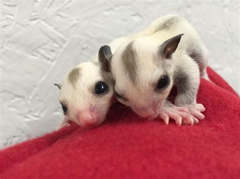 Sugar Glider Animals For Sale | Salt Lake City, UT #155524