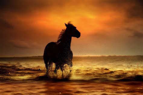 galloping in freedom - | Horses, Horse love, Most beautiful horses