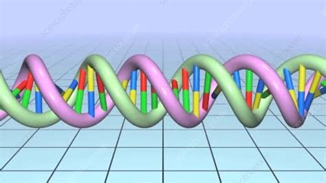 DNA molecule, animation - Stock Video Clip - K003/9335 - Science Photo Library