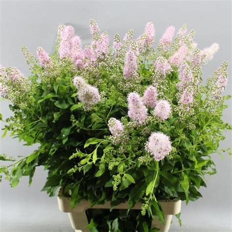 Spiraea Pink Innocence. A pretty feathery flower which works well in all pastel themed floristry ...