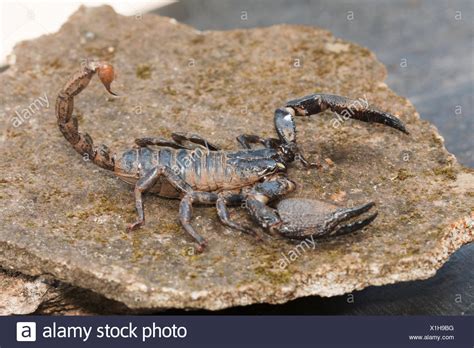 Scorpion Pincers High Resolution Stock Photography and Images - Alamy