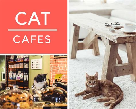 Cat Cafes in Canada - Reviews and list of Canadian cat cafes