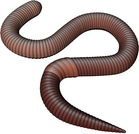 Download Earthworm Worm Png - Earth Worm Png PNG Image with No Background - PNGkey.com