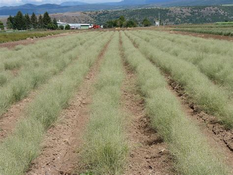 Rows of Indian ricegrass in an agricultural field. Grass Species ...