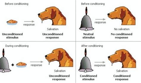 De hond van Pavlov: is bewijs van aangeleerd reflexmatig gedrag, komt ...