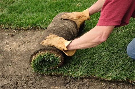 What Are The Benefits Of Professional Sod Installation - Aleusia