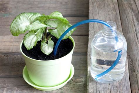 How Does A Self-Watering Planter Work? | Riego por goteo casero, Sistema de riego por goteo ...