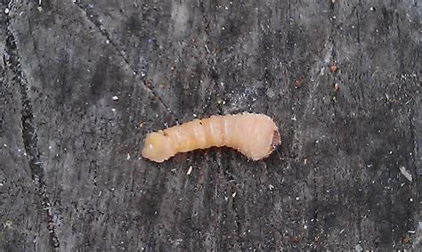 Monochamini Larvae - Wood Borer Larvae