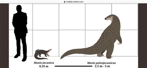 Giant Pangolin