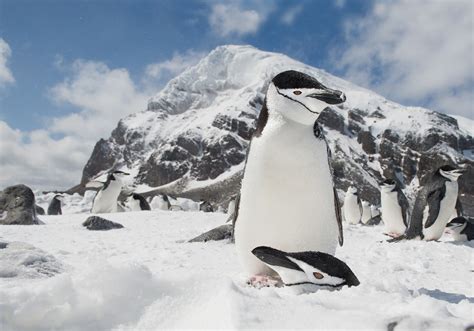 South Shetland Islands | Sundowner Wildlife Holidays