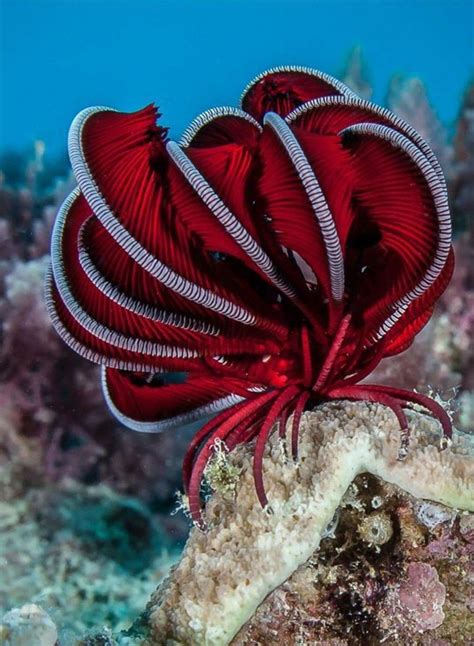 Feather starfish Deep Sea Creatures, Beautiful Sea Creatures, Animals Beautiful, Cool Sea ...