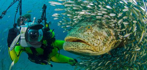 Swimming with Super Grouper | Hakai Magazine