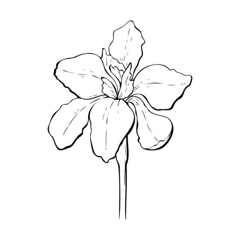 Iris flower contour hand drawn, outline. Isolated. 23428796 Vector Art at Vecteezy