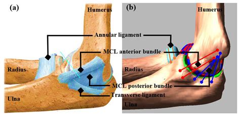 Medial Collateral Ligament Elbow Ultrasound