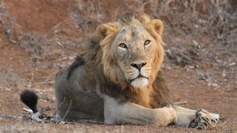 Land of the Lions at ZSL London Zoo - Zoo, Farm & Wildlife ...