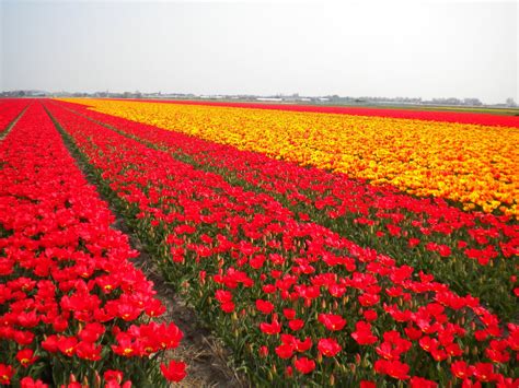 Campos de Flores na Holanda - Arquidicas