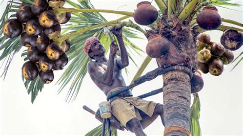 Toddy Palmyra Fruit Harvesting and Processing - India Agriculture Tradition - Palmyra Palm ...