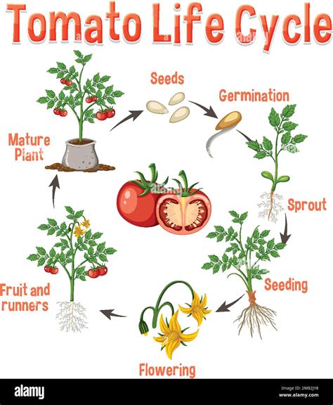 Life cycle of a tomato plant diagram illustration Stock Vector Image ...