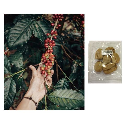 arabica coffee bean tree seeds | Shopee Philippines