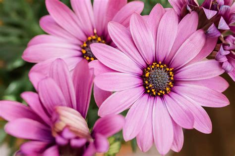 How to Grow and Care for African Daisy