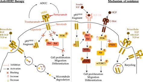 Anti-HER2 therapy mechanisms of action and resistance. The left part of ...