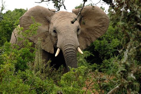 African elephant with tusks in the wild free image download