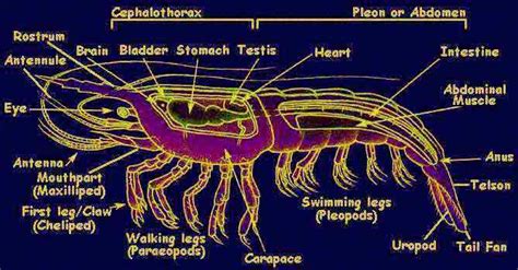 Anatomy