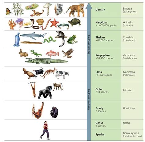 Kingdom Phylum Genus Species Chart