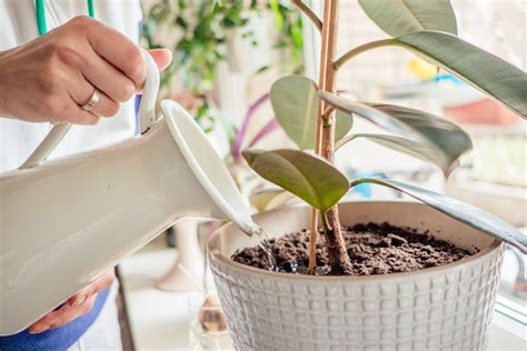 Budget-Friendly Organic Fertilizer for Indoor Plants – Cook It