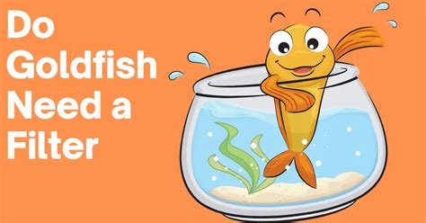 Do Goldfish Need a Filter? The Answer Probably Won’t Surprise You! - AG